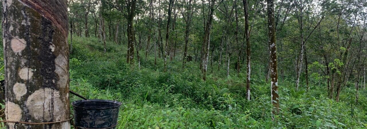 Kebun karet PT Lestari Asri Jaya di Desa Pemayungan, Kecamatan Sumay, Kabupaten Tebo, Jambi.1.JPG