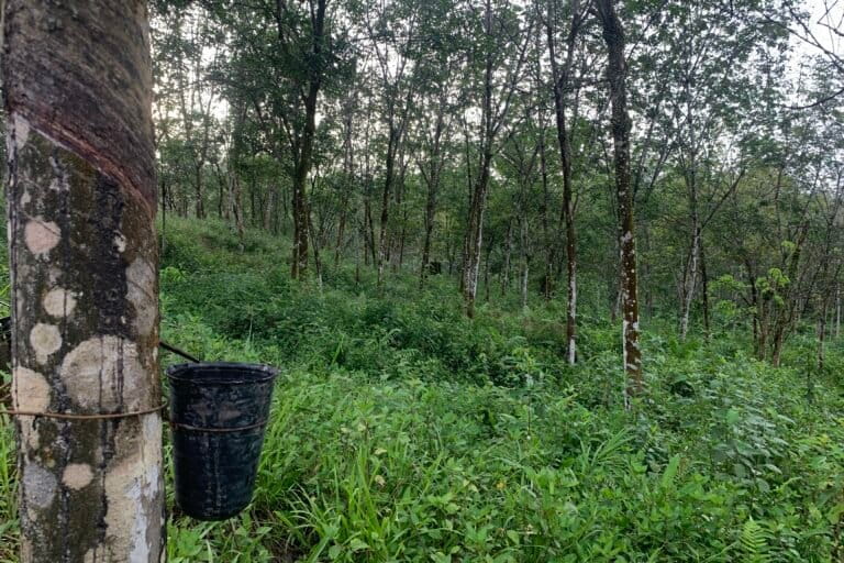 Kebun karet PT Lestari Asri Jaya di Desa Pemayungan, Kecamatan Sumay, Kabupaten Tebo, Jambi.1.JPG