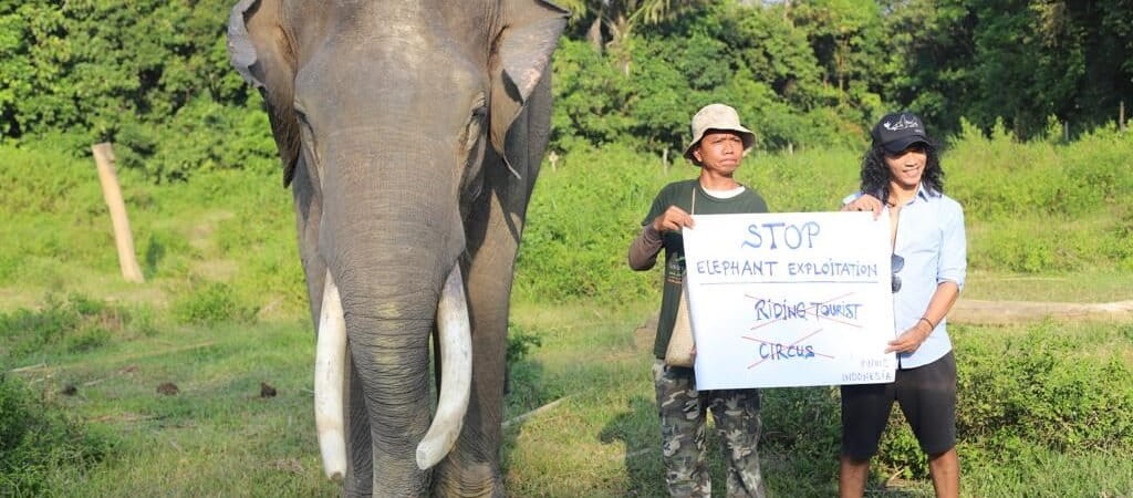 Kaka berfoto dengan gajah Dwiki ketika berkunjung ke BNWS 14 Februari 2023 Dwiki mati ketika dipindah ke Aek Nauli dengan kondisi Malnutrisi (Ayat S KaroKaro)