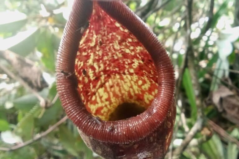 Spesimen pertama Nepenthes rigidifolia ditemukan oleh C. Lee pada 1998 di Berastagi. Pada 2004 ia diklasifikasikan sebagai Nepenthes aptera sebelum resmi dan sah diberi nama Nepenthes rigidifolia. Tumbuhan ini umumnya hidup di habitat pegunungan atau dataran tinggi di daerah Sumatera. Foto: Barita N Lumbanbatu/ Mongabay Indonesia