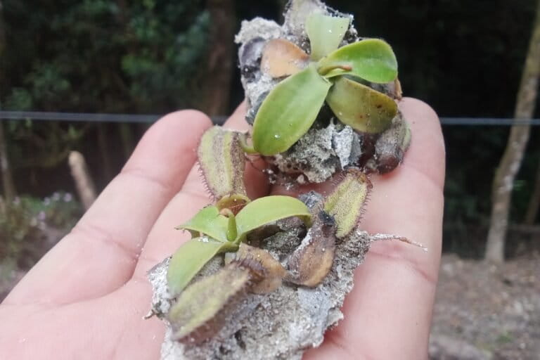 Anak kantung semar sebelum merambat, ditemukan di lokasi habitat N. rigidifolia - Barita N. Lumbanbatu