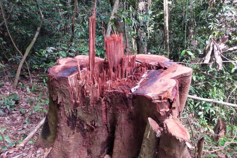 Tunggul Pohon di Taman Nasional Kerinci Sebelat (TNKS). Tunggul Pohon ini baru saja ditebang oleh Para Pembalak. Diameter pohon ini diperkirakan sekitar 1,5 meter dengan tinggi tegakan sekitar 20 meter. Foto: Vinolia/ Mongabay Indonesia