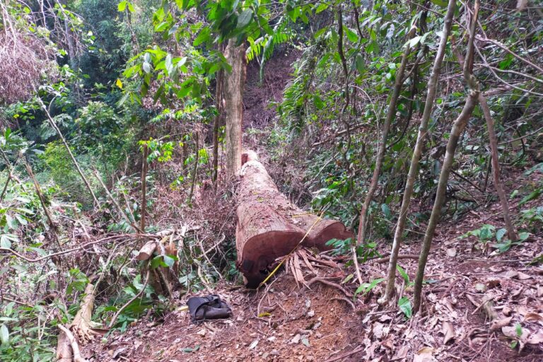 Pohon besar yang baru ditebang oleh para pembalak liar. Para pembalak ini belum sempat memotong pahon yang baru ditebang dikarenakan melarikan dari petugas TNKS yang sedang berpatroli. Pohon ini dibiarkan tergeletak begitu saja menimpa tanaman lain disekitar. Diameter pohon ini diperkirakan sekitar 1,5 meter dengan tinggi tegakan sekitar 20 meter. Foto: Vinolia/ Mongabay Indonesia