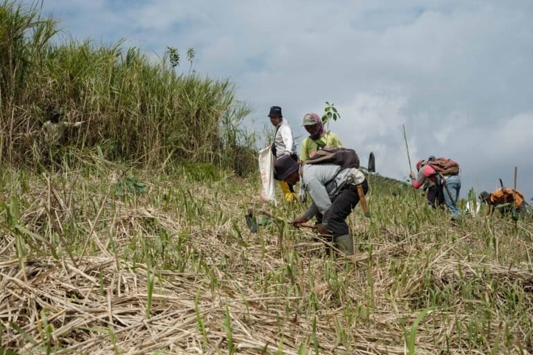 Kondisi lahan eks Perhutani yang hanya ditanami ilalang. Para petani Desa Ibun, Kamojang, Kabupaten Bandung, Jawa Barat mengelolanya untuk ditanami komoditas yang berguna bagi masyarakat dan ekologi-2.jpg