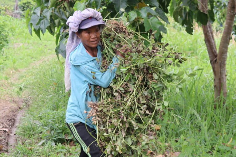 Warga adat Moa sedang panen kacang-kacangan dari Pampa. Foto: Sarjan Lahay/ Mongabay Indonesia