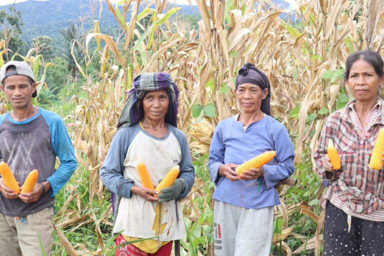 Perempuan Adat Moa sedang memanen jagung di ladang mereka. Foto: Sarjan Lahay/ Mongabay Indonesia