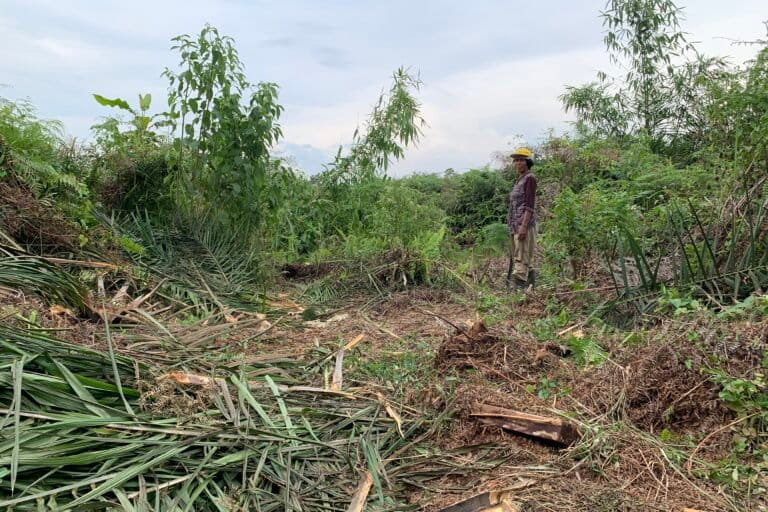 Sumiarsih menunjukkan kebun sawit hancur dimakan kawanan gajah. Foto: Yitno S
