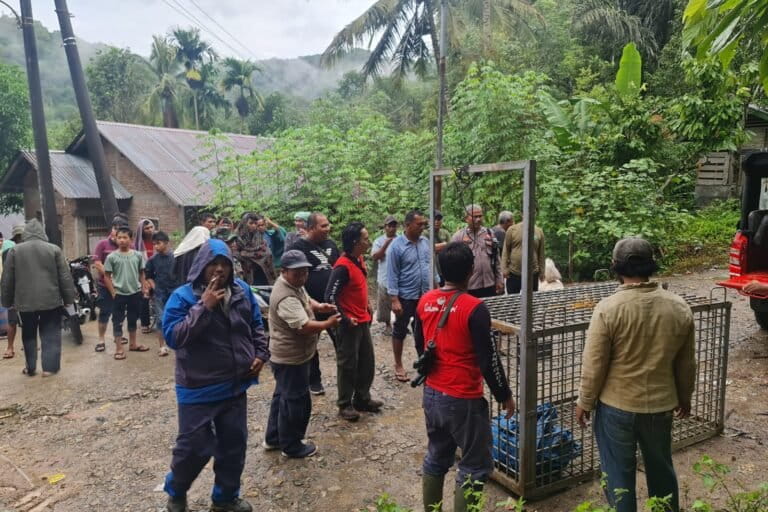 Kandang jebak dipasang untuk menangkap harimau yang muncul di Desa Pastap Kecamatan Tambangan Kabupaten Mandailing Natal. Foto: Ayat S Karo Karo