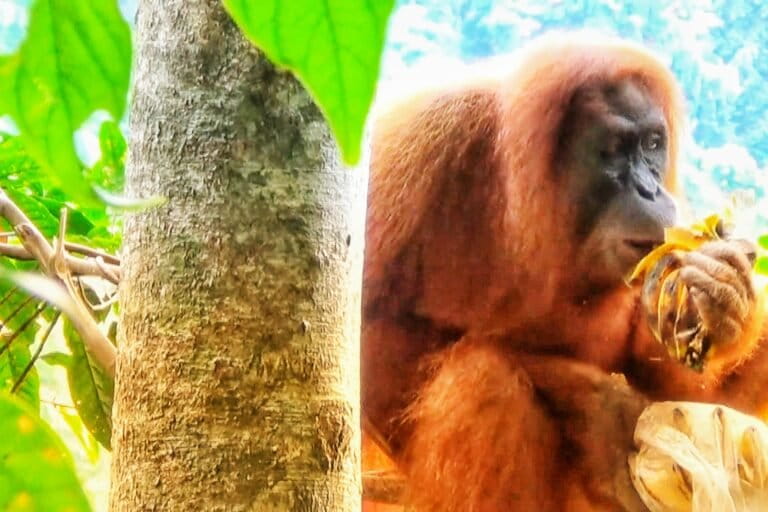 Induk oranutan sumatera menyantap makanan di kawasan TNGL, Bahorok. Induk takkan melepas anaknya dari gendongn jika ada yang mengambil walau nyawa taruhannya (Ayat S Karokaro)-01 (1)