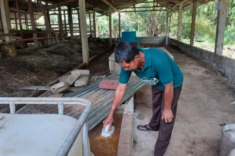 Sudarman mengisi jeriken dengan pupuk cair hasil olahan kotoran sapi setelah jadi biogas. Pupuk ini sudah menyuburkan tanaman sawit, cabai hingga kebun pepaya. Foto: Suryadi/ Mongabay Indonesia