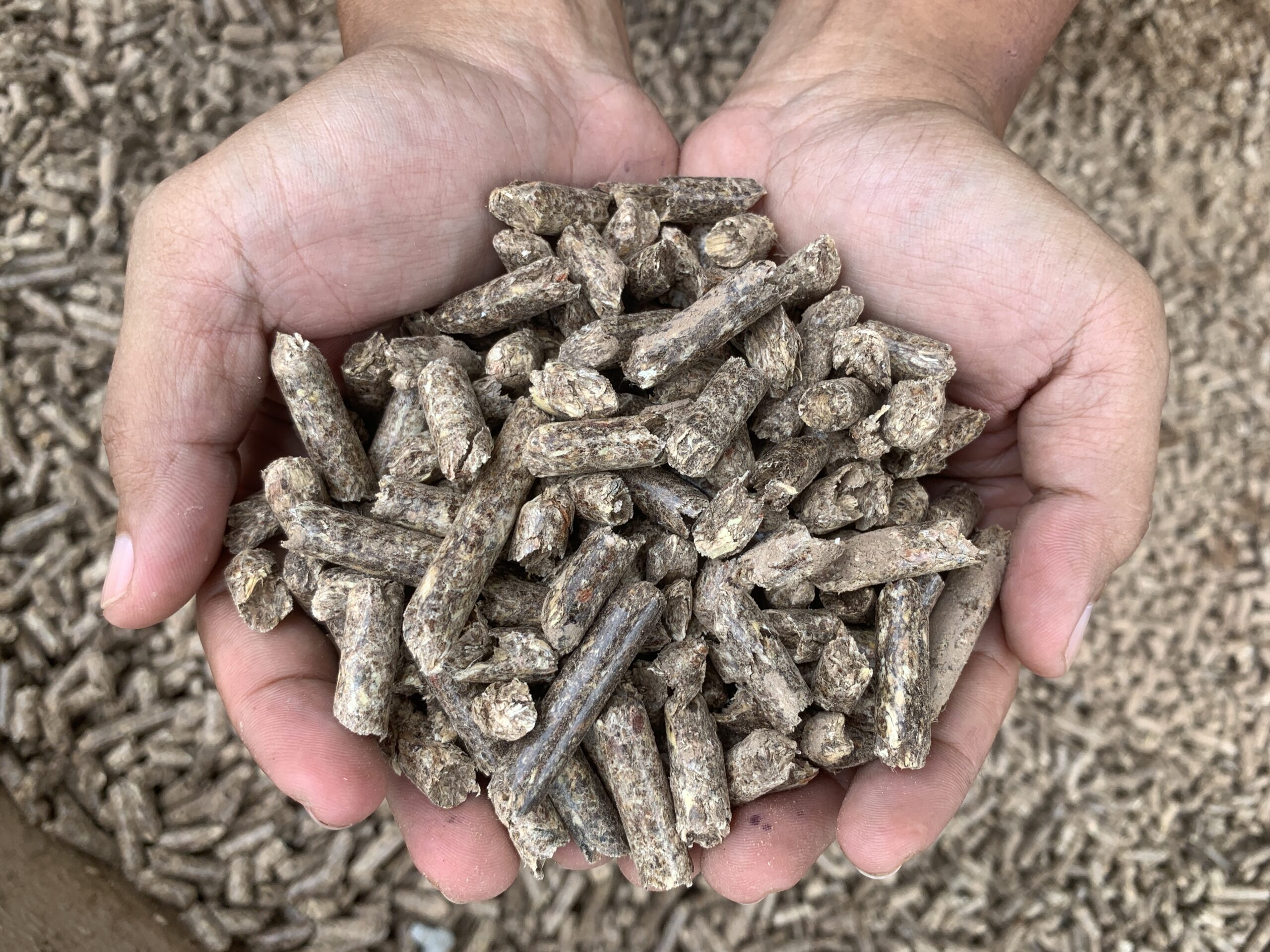 Produksi wood pellet PT RPSL dikirim untuk memenuhi kebutuhan pasar di Korea Selatan. Foto: Yitno Suprapto/ Mongabay Indonesia