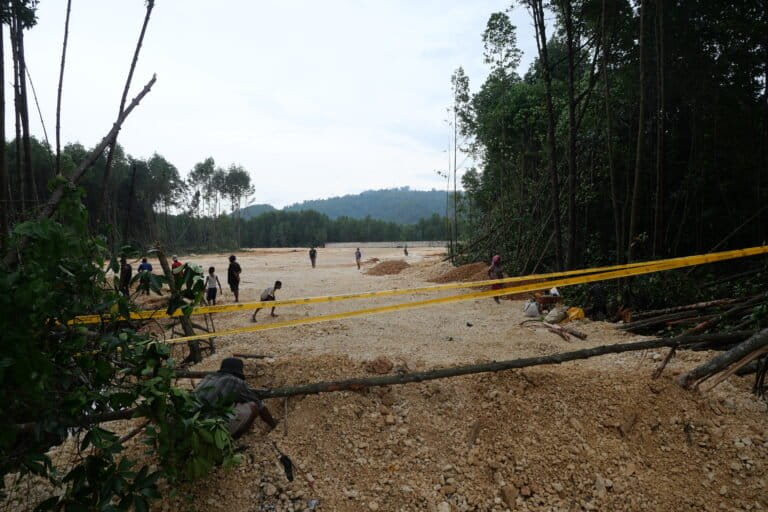 Hutan bakau yang sudah ditimbun di kawasan konservasi Taman Wisata Alam Teluk Youtefa Jayapura. Foto: Asrida Elisabeth/ Mongabay Indonesia