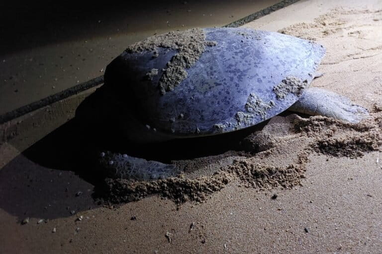 Penyu hijau di Pulau Jemur. Foto: DKP Riau