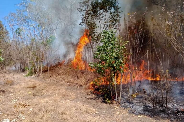 Tim BPBD Kabupaten Flores Timur berupaya memadamkan karhutla di wilayah Kecamatan Ile Bura, Kabupaten Flores Timur, NTB, Sabtu (26/8/23). Foto: BPBD Flores TTimur