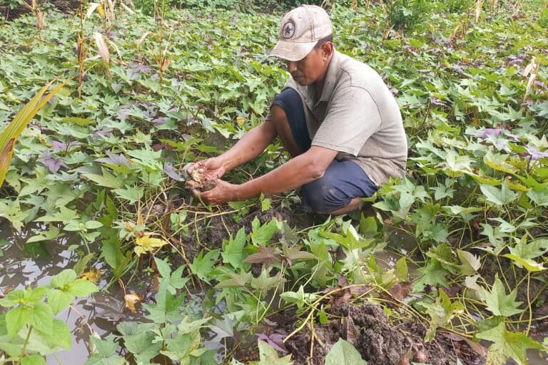 Ibrahim (47), petani Dusun Masika Jaya, punya kebun di Dusun Taman Jaya, Desa Piru, saat melihat kebunnya terendam lumpur, Maret 2023. Foto: Christ Belseran/ Mongabay Indonesia