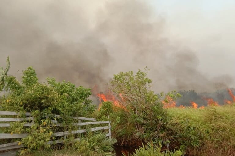 Api dari kawasan taman Nasional Tanjung Puting terus berjalan memasuki area Desa Sungai Cabang, pada 2 Oktober 2023. Foto: warga Sungai Cabang