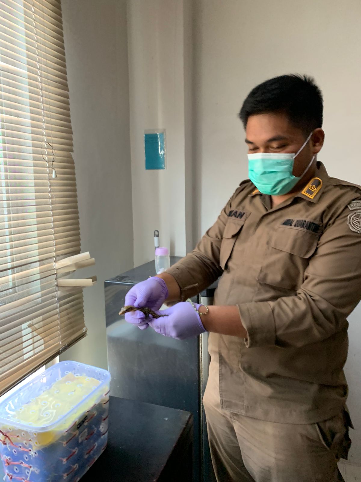 Reptil yang dipelihatkan Kantor Karantina Ternate setelah diamankan petugas Bandara Baabullah Ternate. Foto: Kantor Karantina Ternate