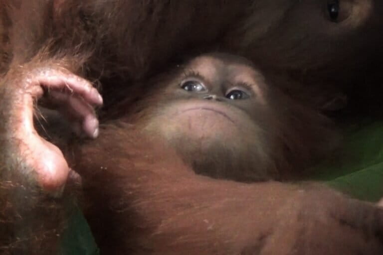 nak orangutan yang brhasil diamankan petugas. Foto: Ayat S Karokaro/ Mongabay Indonesia