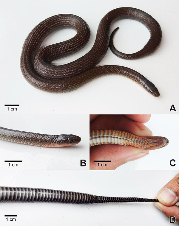 Rossiyalik qizni vokzal hojatxonasida aldab jinsiy aloqa qilishdi.