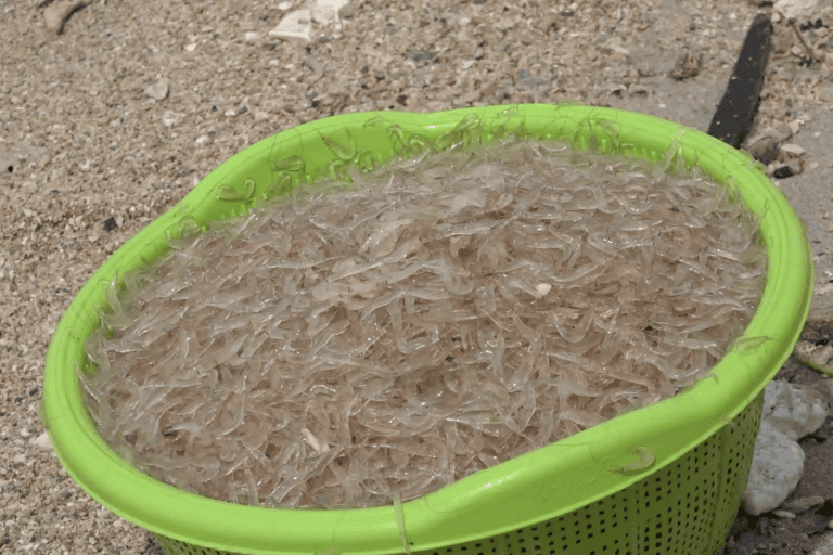 Ambaring (Acetes indicus) biasa dikenal sebagai udang rebon—berukuran kecil dan hidup bergerombolan di perairan dangkal, sekitar pulau. Foto: Saskia Salsyam/Mongabay Indonesia