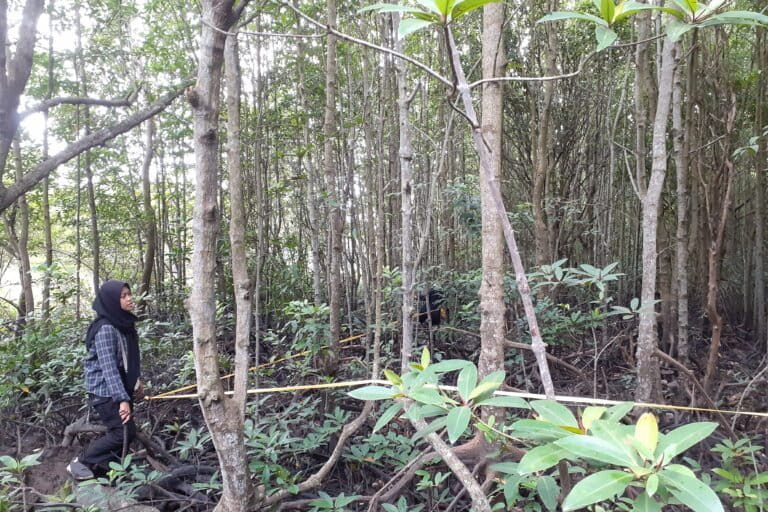 Dua mahasiswi dari salah satu perguruan tinggi di Pekanbaru meneliti keragaman jenis mangrove di Bandar Bakau Dumai. Foto: Suryadi/ Mongabay Indonesia