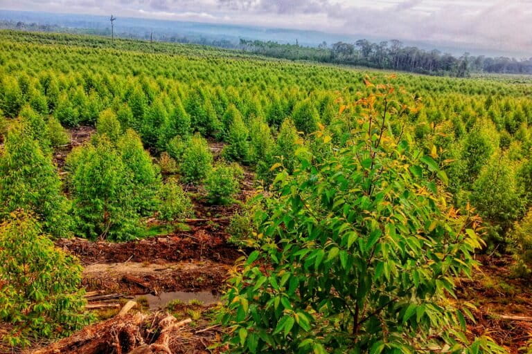 Hutan adat di Tano Batak, yang berubah jadi kebun eukaliptus. Saat mereka berupaya membertahankan ruang hidup, berhadapan dengan aparat. Foto: Ayat S Karokaro/ Mongabay Indonesia