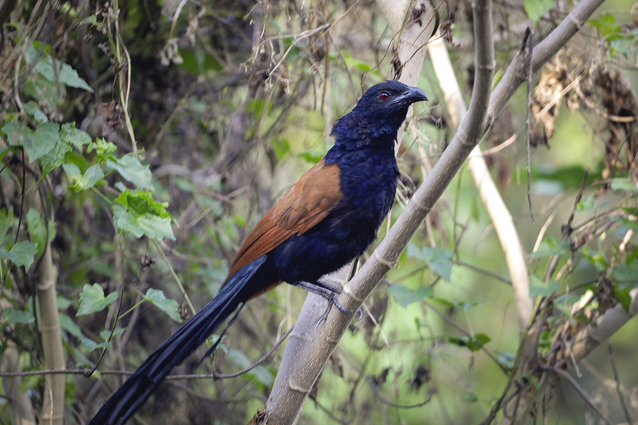 Bubut Besar, Burung yang Dianggap Antara Ada dan Tiada