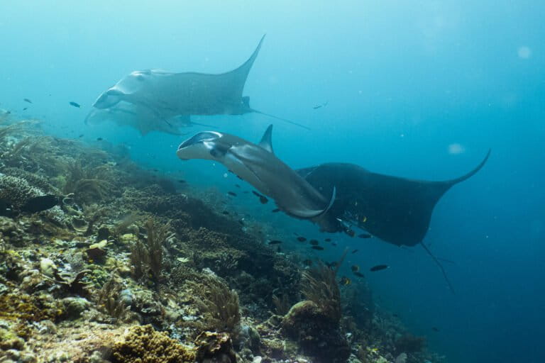 PTUN Jakarta Putuskan Data Izin Nikel Raja Ampat yang Kena Cabut Terbuka bagi Publik