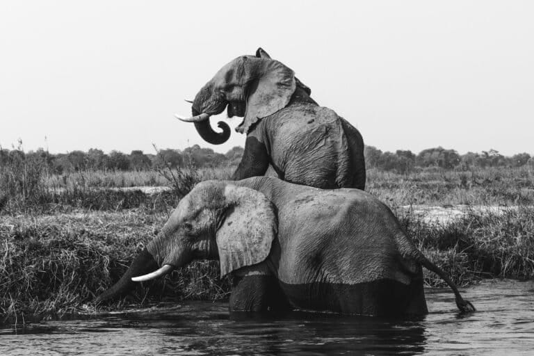 gajah dan predator