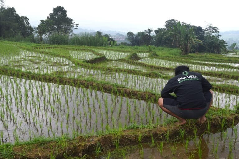 Selain edukasi, Yayasan Bina Desa tengah mengembangkan riset dan advokasi tentang pertanian alami. Foto: Themmy Doaly/Mongabay Indonesia