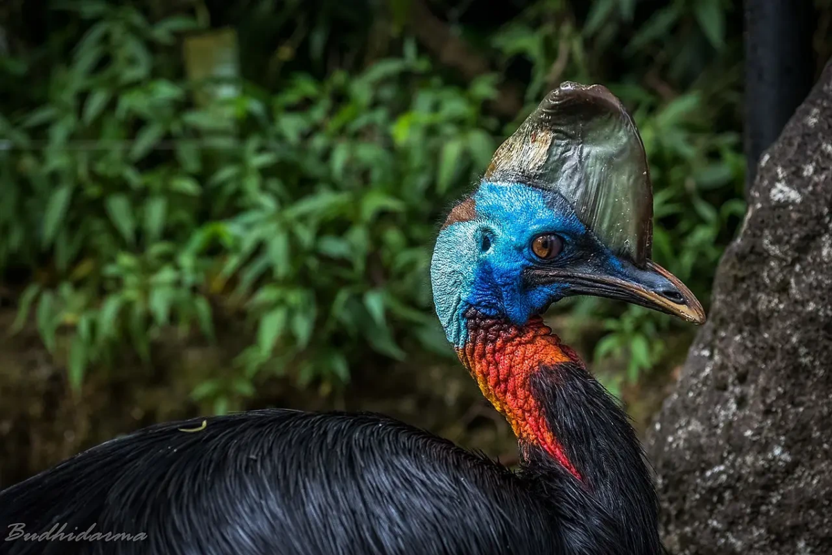 Burung Kasuari kini terancam punah