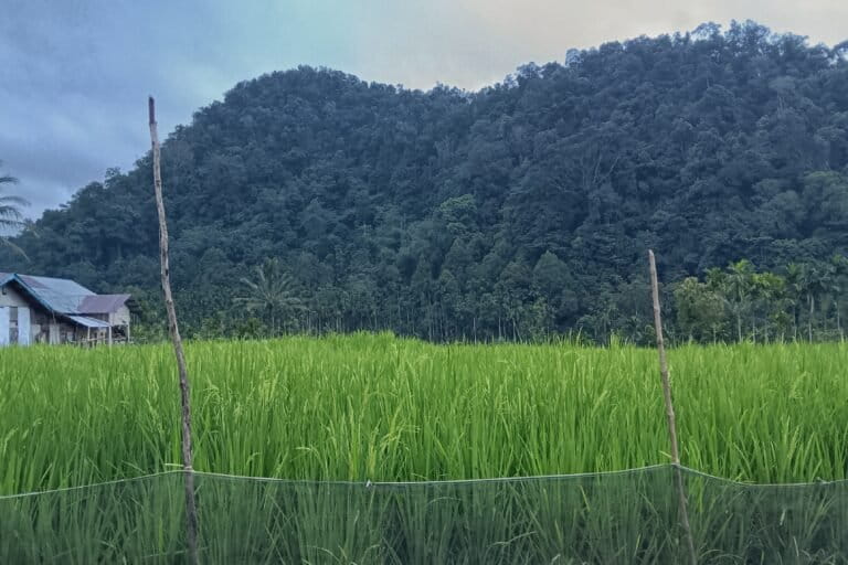 Pengelolaan lahan masyarakat adat di Solok Selatan. Lahan pertanian di dataran rendah berkeliling hutan. Foto: Jaka HB/Mongabay Indonesia