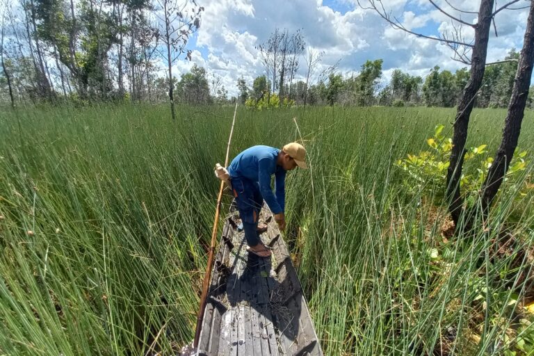 Warga tengah memanen purun yang banyak tumbuh di lahan rawa gambut Desa Hapalah dan sekitar. Foto: Riyad Dafhi Rizki/Mongabay Indonesia. Attachment Details Seorang warga tengah memanen purun yang banyak tumbuh di lahan rawa gambut Desa Hapalah dan sekitarnya. Foto_ Riyad Dafhi Rizki_Mongabay Indonesia..jpg