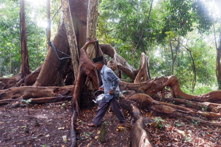 Pohon Are di hutan Lubuk Lanjut, Kampung Pasir Merah Pulau Rempang. Di bawah pohon ini banyak makam orang-orang Rempang dulu. Foto: Yogi Eka Sahputra/Mongabay Indonesia