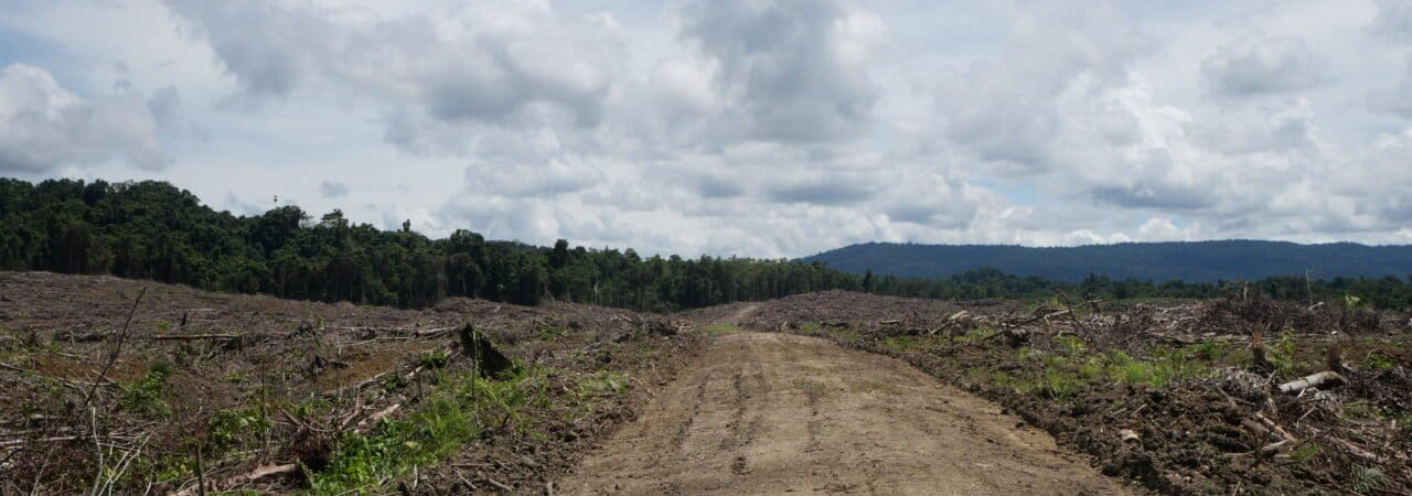 Lokasi pembukaan lahan PT Permana Nusa Mandiri yang jaraknya kurang lebih satu kilometer dari Hutan Adat Yano Akrua. Foto: Asrida Elisabeht/ Mongabay Indonesia