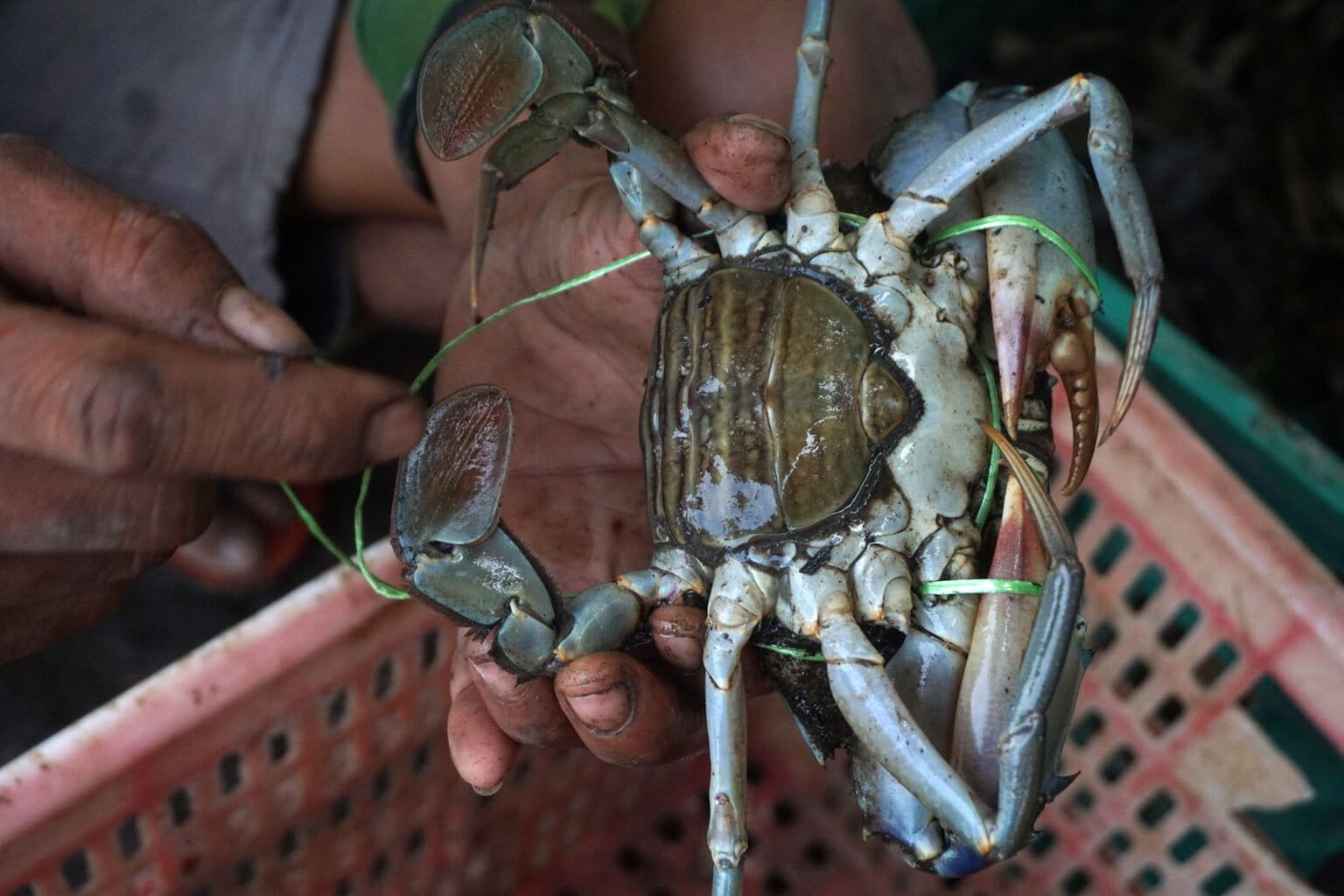 Mengapa Kepiting Berjalan Miring? Hasil Evolusi 200 Juta Tahun Lalu Buktinya