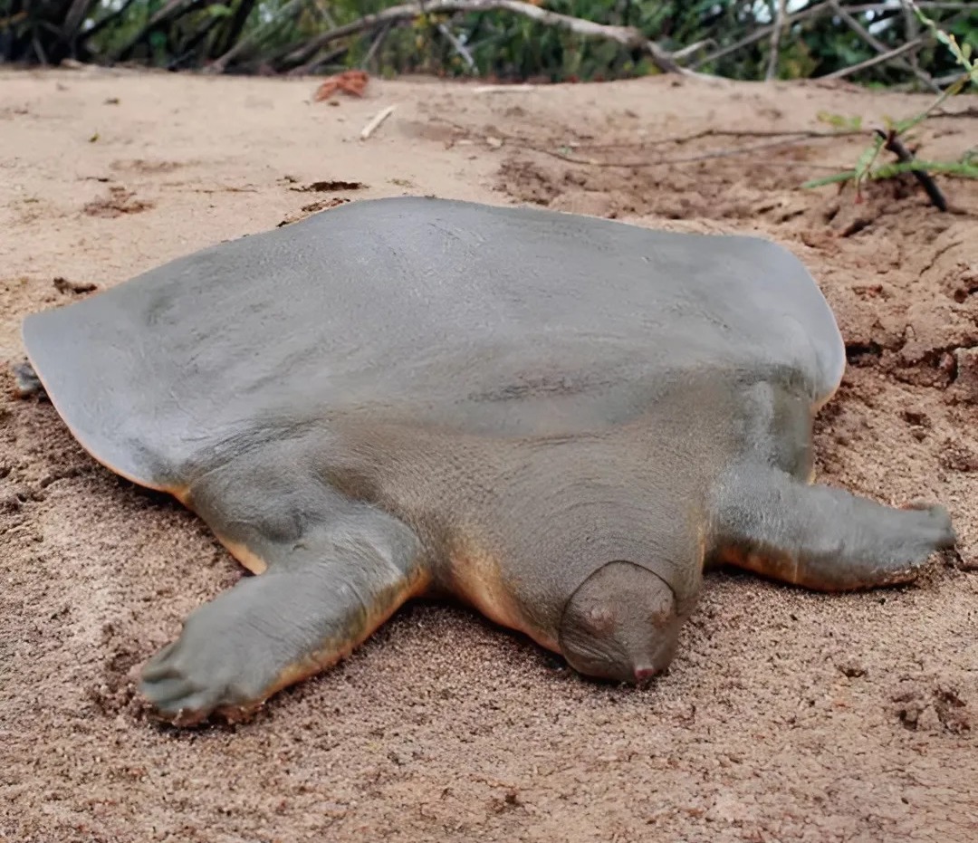 Qalin Dik bilan ochiq havoda anal jinsiy aloqa watch online Arman qaynona bilan porno