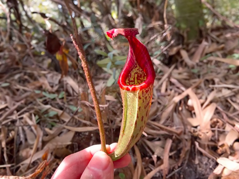 Kantong Semar Berbulu, Spesies Baru dari Kalimantan