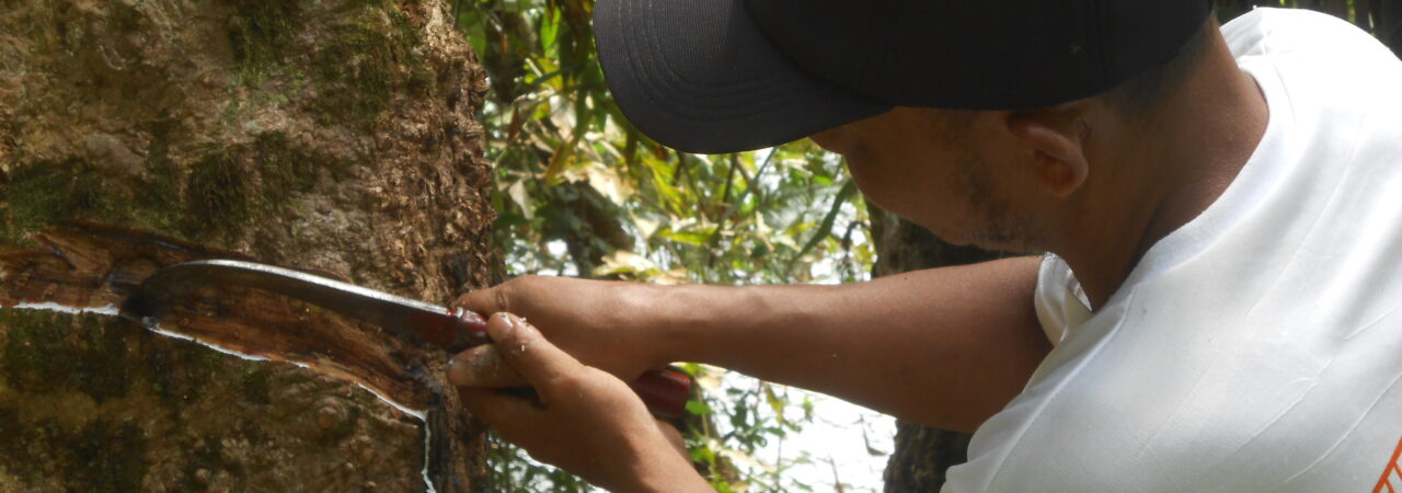 Satar, belajar menakik karet searah di Palembang. Sebelumnya, kulit pohon dikupas dari segala arah. Beda cara, beda hasil. Foto: Suryadi/ /Mongabay Indonesia