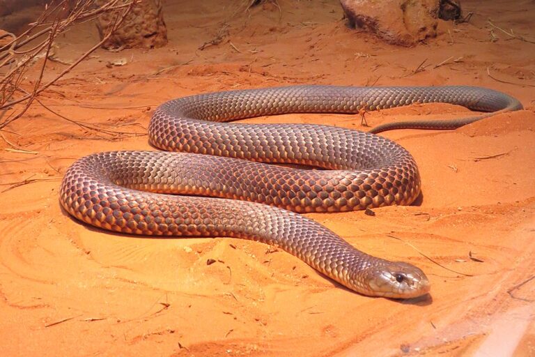 Kokrak jinsiy eshak ayolni qiladi