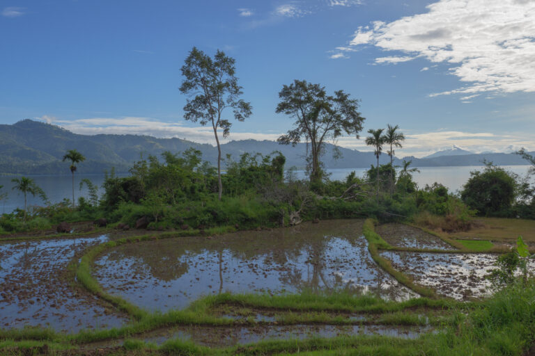 Sebagian masyarkat singkarak juga bertani ke sawah dan mengolah lahan untuk tanaman pangan_Jaka HB_Mongabay_P1109018