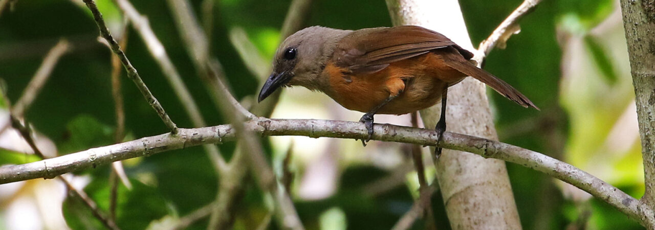 Pitohui waigeo (P. cerviniventris). Tidak ada spesies pitohui yang terdaftar sebagai spesies yang dilindungi di Indonesia namun tidak ada kuota resmi untuk perdagangan mereka, yang menjadikan penjualannya ilegal. Foto: marcthibault via iNaturalist (CC-BY-NC 4.0).