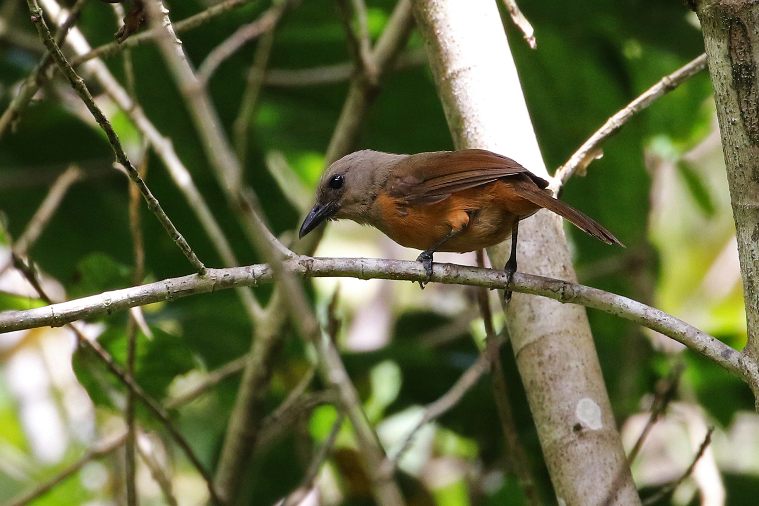 Pitohui waigeo (P. cerviniventris). Tidak ada spesies pitohui yang terdaftar sebagai spesies yang dilindungi di Indonesia namun tidak ada kuota resmi untuk perdagangan mereka, yang menjadikan penjualannya ilegal. Foto: marcthibault via iNaturalist (CC-BY-NC 4.0).
