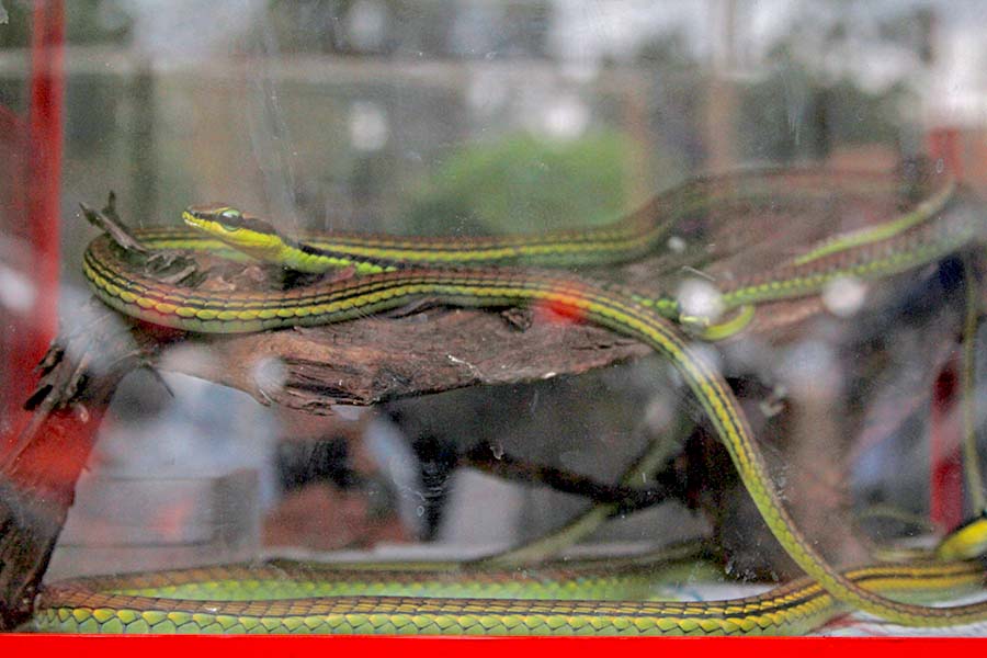 Qorgon va mintaqaning shaxslari Dostlar va yigitlarning onalari va yigitlar pornosi