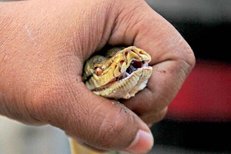 Porno yosh qizil sochlar