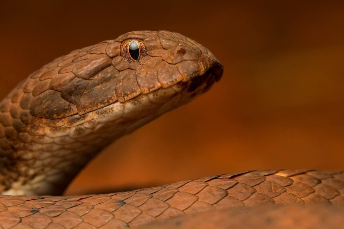 Pilbara death adder, salah satu species death adder di Australia | gambar oleh goodfon.com