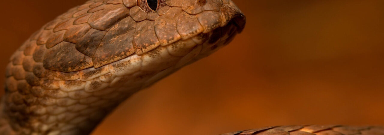 Pilbara death adder, salah satu species death adder di Australia | gambar oleh goodfon.com