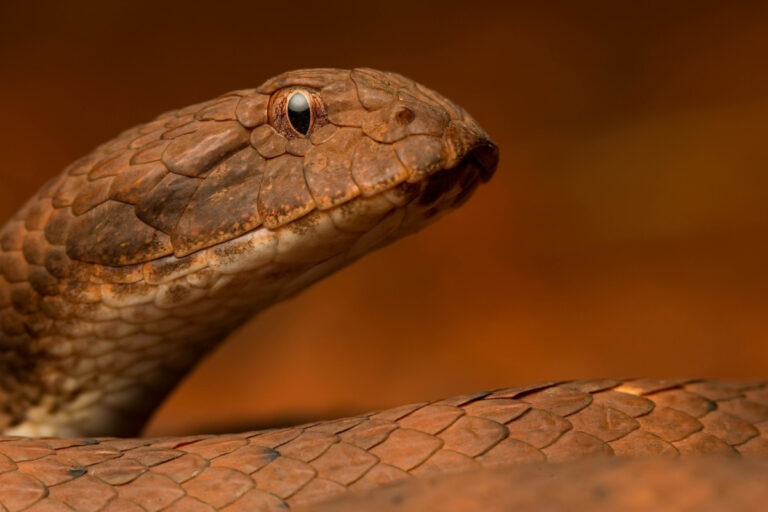 Pilbara death adder, salah satu species death adder di Australia | gambar oleh goodfon.com