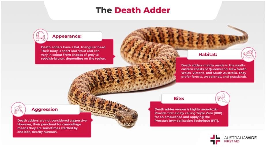 Ular death adder adalah salah satu ular berbisa paling mematikan di Australia dan di seluruh dunia. Terkenal karena kemampuan kamuflase yang sangat baik, death adder dapat membunuh manusia dalam waktu beberapa jam tanpa pengobatan yang cepat. | gambar oleh https://www.australiawidefirstaid.com.au/