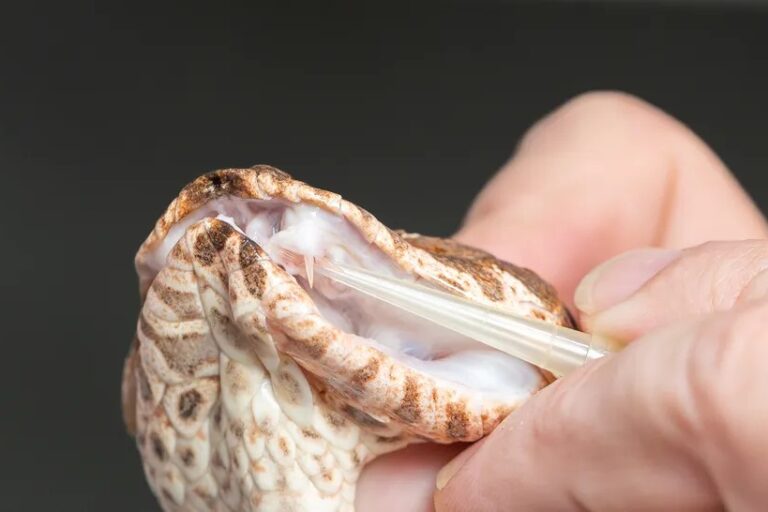 Taring ular yang terletak di sisi kiri mulutnya. Death adder bertaring tiga sangat langka | gambar oleh: Australian Reptile Park
